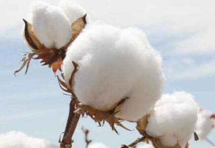 全球棉花需求仍将保持强势 棉价中枢将上移