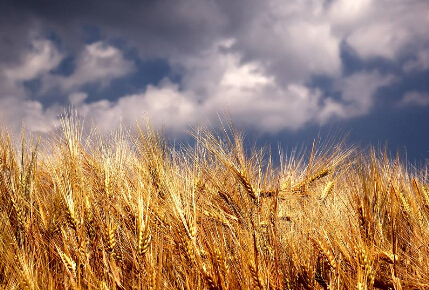 小麦价格高位波动 面粉市场平稳运行