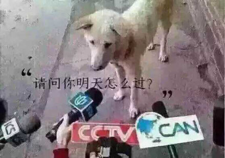 “牡丹狗”是什么品种的狗狗