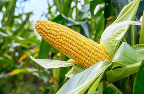 玉米基本面支持长期看多 提供做多机会