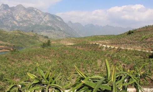 贵州扶贫火龙果过剩:15元跌到2元 果农倾倒染