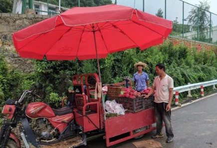 贵州扶贫火龙果过剩:15元跌到2元 果农倾倒染