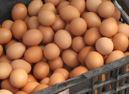 季节性因素促涨鸡蛋价格 期货市场运行平稳