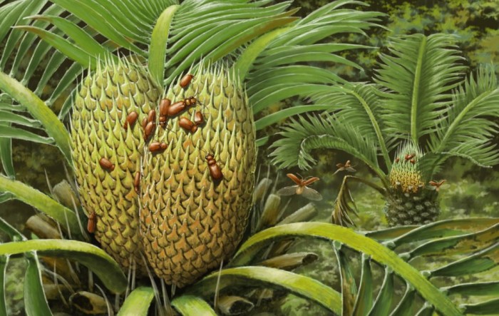 研究人员借助一块琥珀发现 最早的苏铁科植物的传粉需要一种甲虫协助