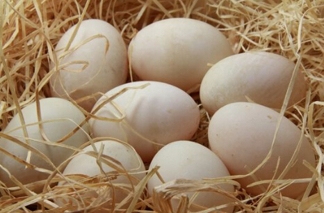 鸡蛋价格持续上涨 禽链景气旺季更旺