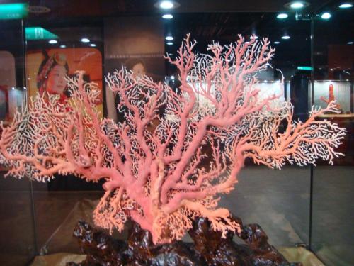 桃色珊瑚简介_桃色珊瑚形态特征_桃色珊瑚分布_桃色珊瑚鉴别