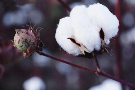 期货市场呵护企业冷暖 棉花期货助力行业价格制度变迁