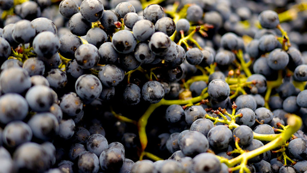 迎来丰收 法国2018年葡萄产量将比2017年上涨27%