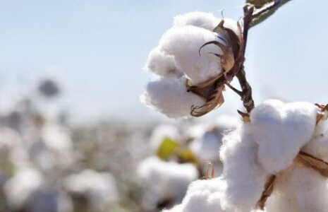 中美贸易摩擦负面影响不及预期 棉花市场逢低仍有买点