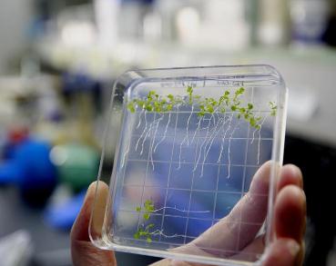 在太空种粮种菜开花结果 中国完成植物生长全过程实验