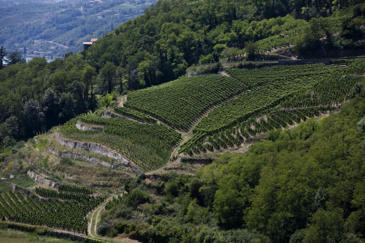 2017年罗讷河谷产区葡萄酒出口总量达到2.7亿升