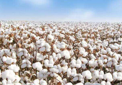 中长期供应存在缺口 棉花期货可中期做多