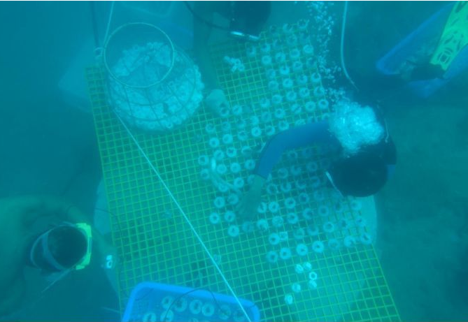 三亚珊瑚培育与珊瑚礁生态修复（移植）试验项目取得阶段性成果