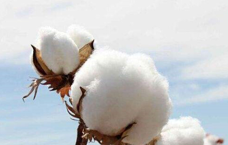 目前的棉花价格具有很好长期买入价值