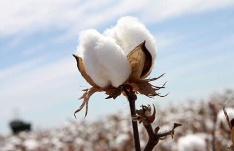 短期内棉花供应充足库存高企 期价易跌难涨