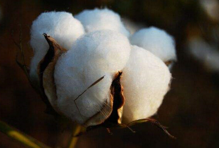 皮棉供大于需 预计短期棉市较难出现向好表现