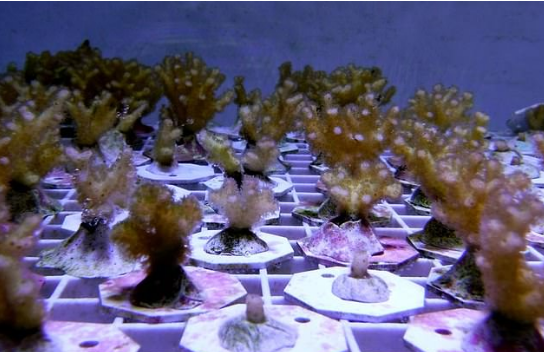 珊瑚进化出独特免疫系统 可应对严峻气候