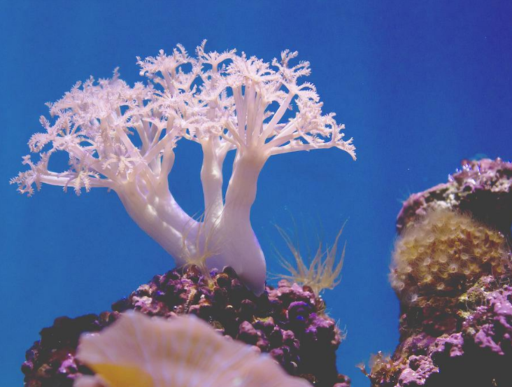 澳大利亚珊瑚礁国际权威研究机构 失去政府资助
