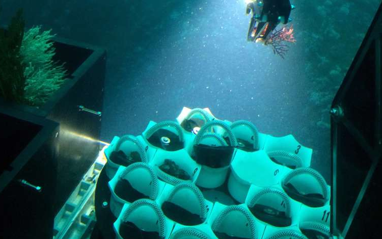 新物種!在巴拿馬發現新軟珊瑚物種