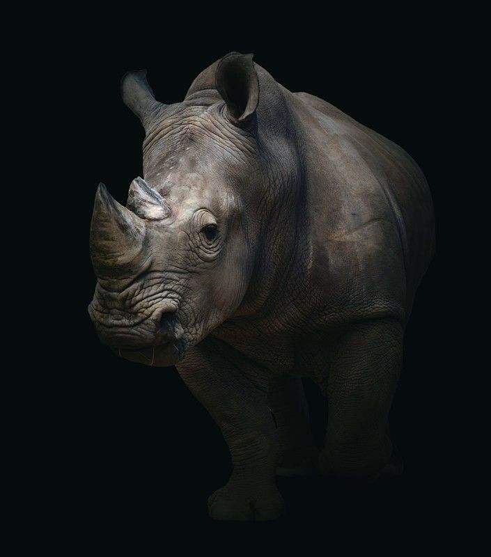 白银投资中只知道“黑天鹅”?“灰犀牛”知道吗?