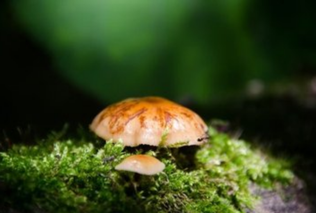 发现了真菌琥珀化石：原始蘑菇和他们的琥珀恋人
