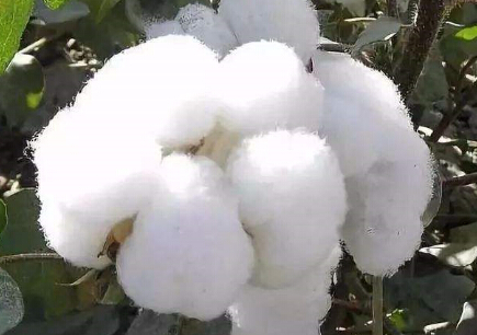 郑棉反弹难以持续 预计重回孱弱状态