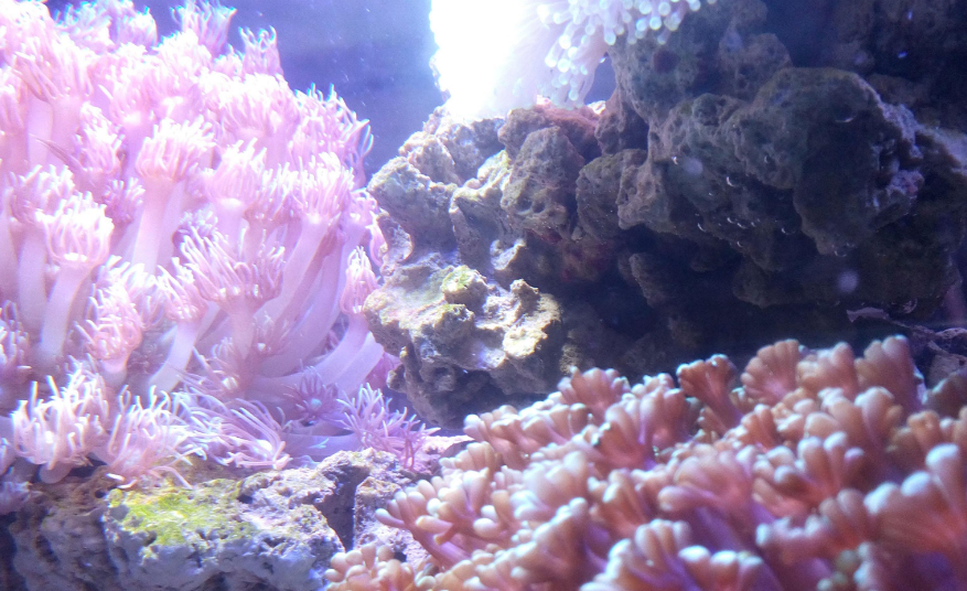 研究人员发现“强大的”珊瑚具有产生“必需”氨基酸的独特能力