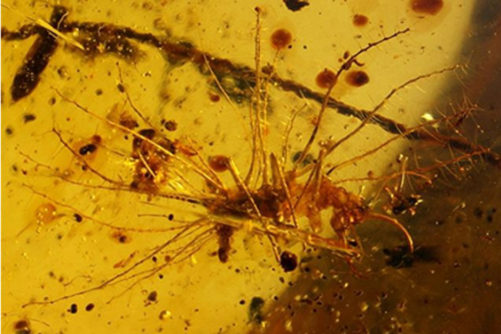 1亿年前琥珀的蜥蜴幼虫
