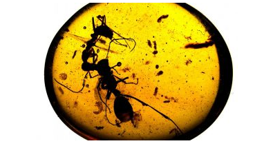 缅甸琥珀：不同物种蚂蚁之间白垩纪的战斗场景