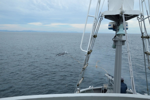 日本拟退出国际捕鲸委员会 “自由捕捞”