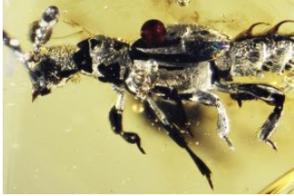 52万年前的琥珀保存了一个特殊的甲虫