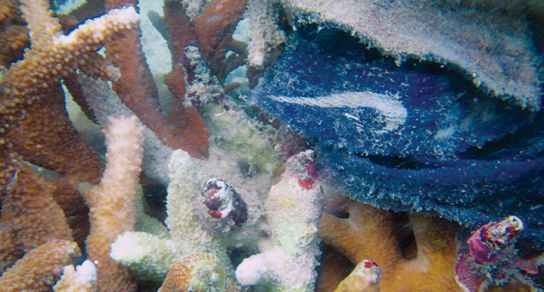 塑料污染增加了珊瑚中毁灭性疾病的风险