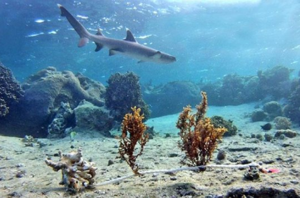 对鲨鱼的恐惧有助于形成太平洋浅礁栖息地