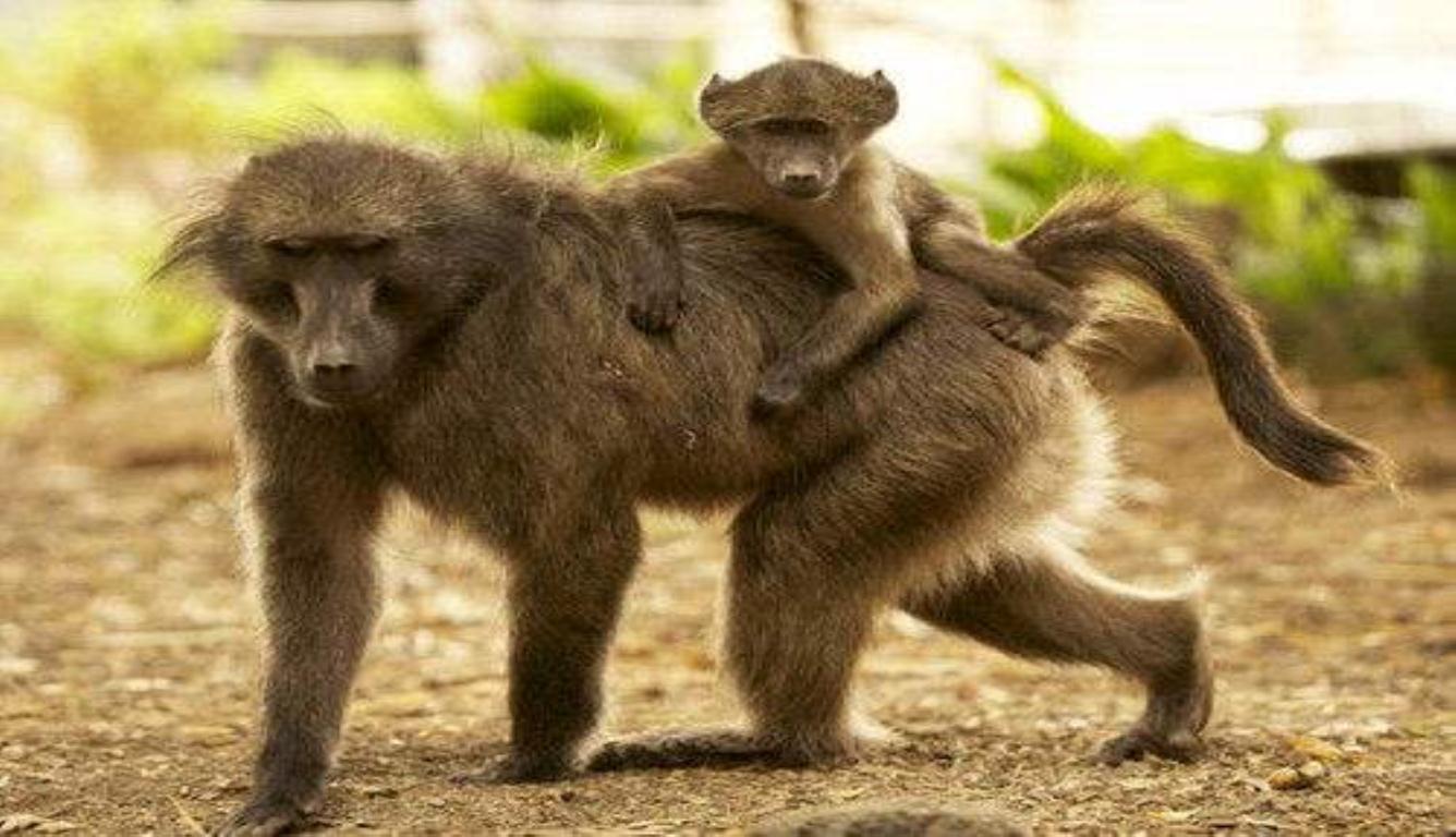 埃及女子骚扰猴子获刑3年 她对猴子怎么了?