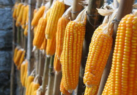 市场大环境和行业背景下 玉米建议观望为好