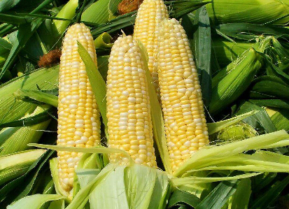 国内新季玉米上市价格一路走高是啥节奏？