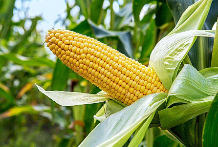 玉米市场是短期回调还是见顶反转呢？