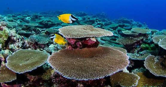 重新思考病毒在珊瑚礁生态系统中的作用