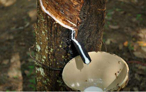 2019年天胶整体供需格局难以出现根本性转变