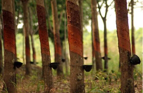 宏观面积极因素增多 沪胶短线偏强格局或延续