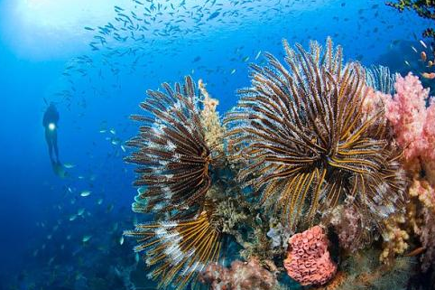 研究人员发现一种微生物如何腐蚀珊瑚礁