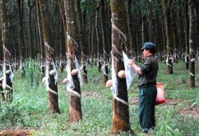 橡胶短期下行空间有限 中期还有上行空间