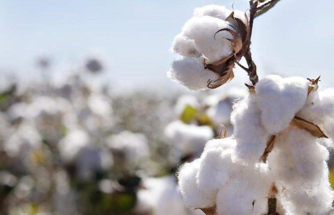 在国内供不应求的背景下 远期棉价终将上涨