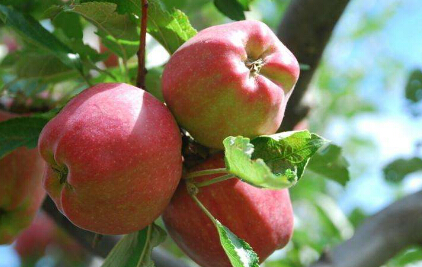 多头卷土重来 节后苹果期价有望呈现淡季不淡行情