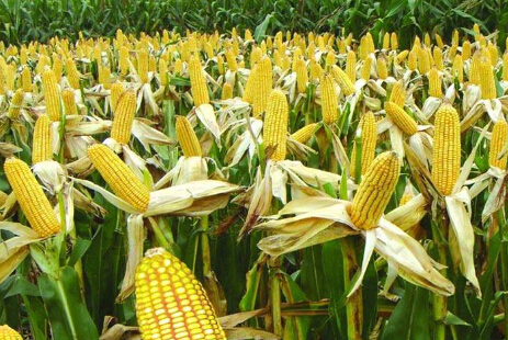 预计短期玉米期价继续向下寻求支撑