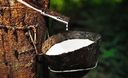 需求随着生产恢复 预计后期天然橡胶将振荡偏强运行