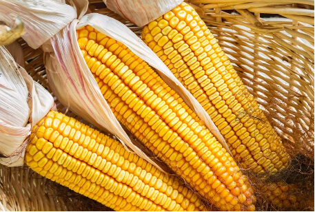 短期来看玉米行情偏弱 后市政策出台或回暖