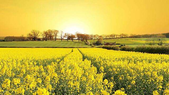 供应暂时无虞 菜油高歌猛进的“剧情”落幕