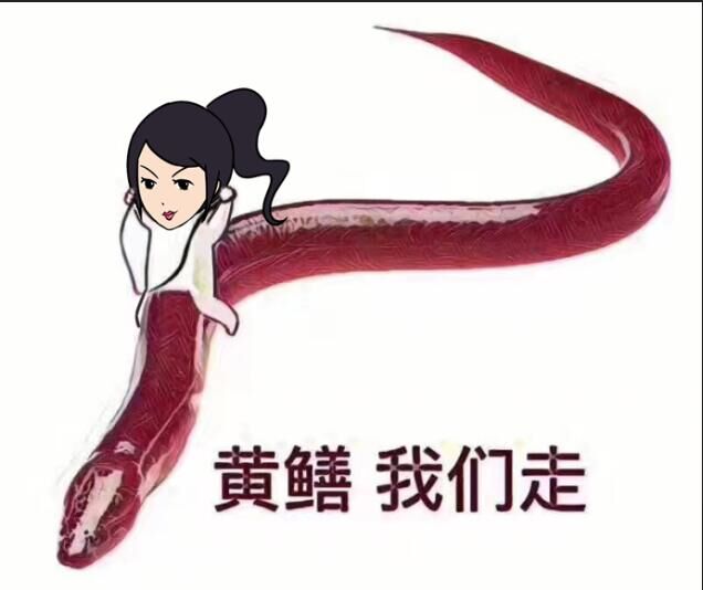 “女主播黄鳝”是什么梗