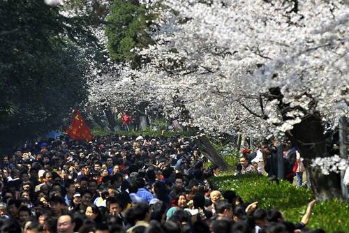 武大赏樱冲突是怎么回事